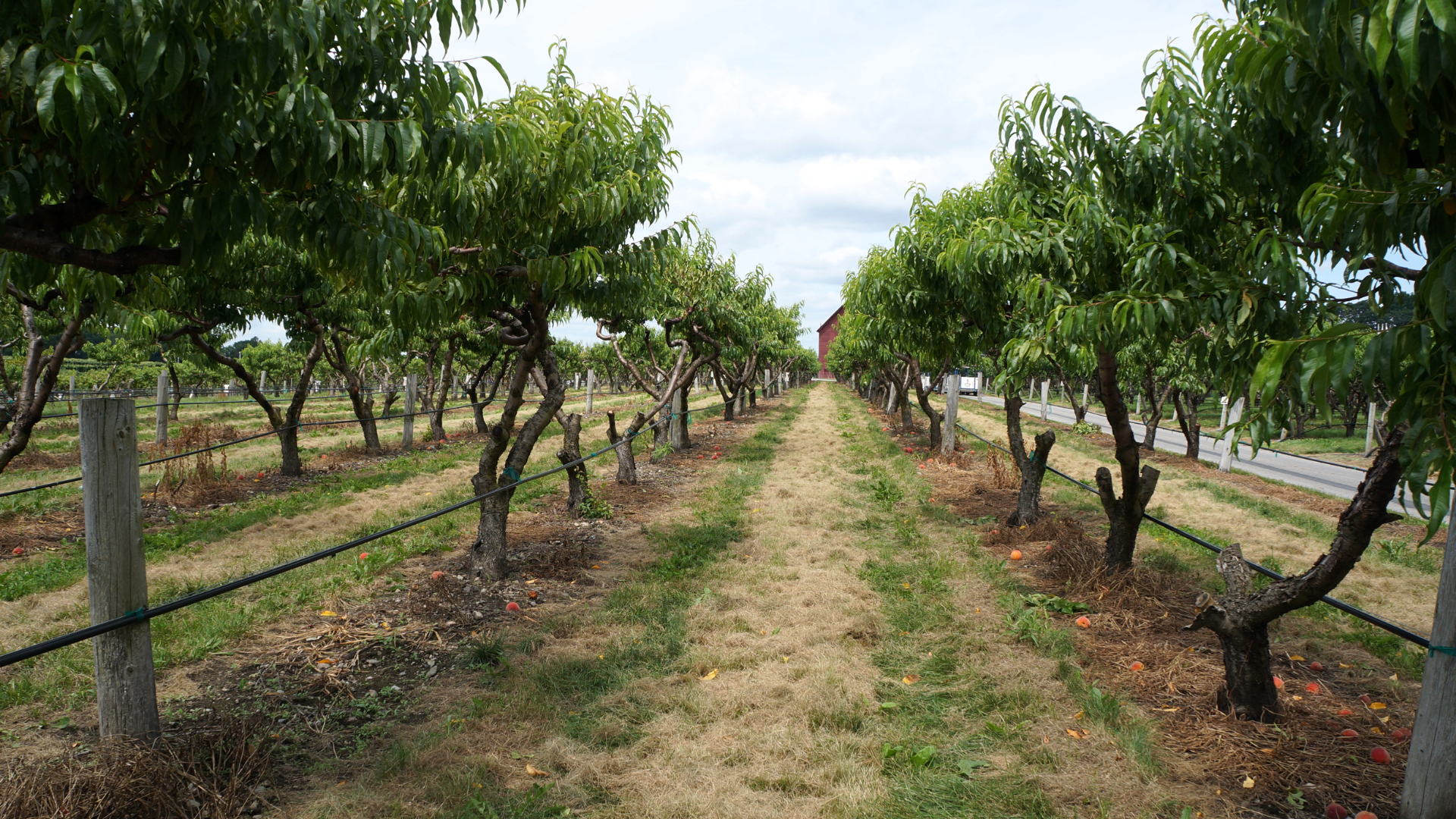 A 250-acre U-Pick farm transformed its entire property with just three Apogees, enabling outdoor POS, IoT sensors, and full-farm security coverage while creating a seamless visitor experience across orchards, fields, and restaurant seating areas.